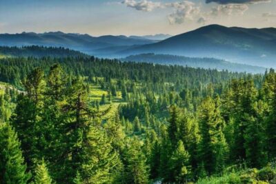 Plant trees today