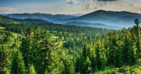 Plant trees today