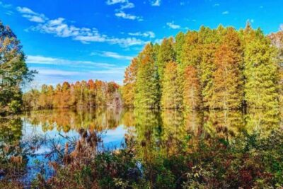 Powering North Carolina Through Waste